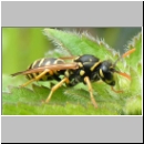 Polistes dominula - Haus-Feldwespe w09.jpg